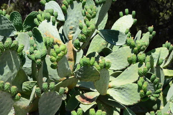 Zielonego Tropikalnego Kaktusa Flora Przyrodnicza — Zdjęcie stockowe