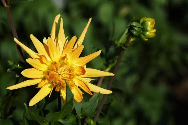 Yellow Flower Garden — Stock Photo, Image