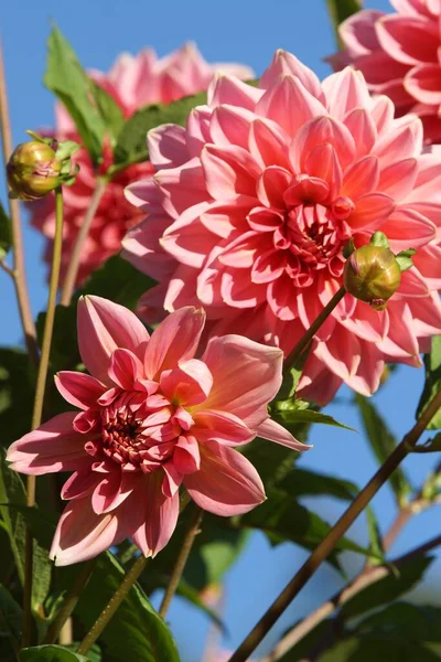 Ροζ Λουλούδι Ντάλια Στον Κήπο — Φωτογραφία Αρχείου