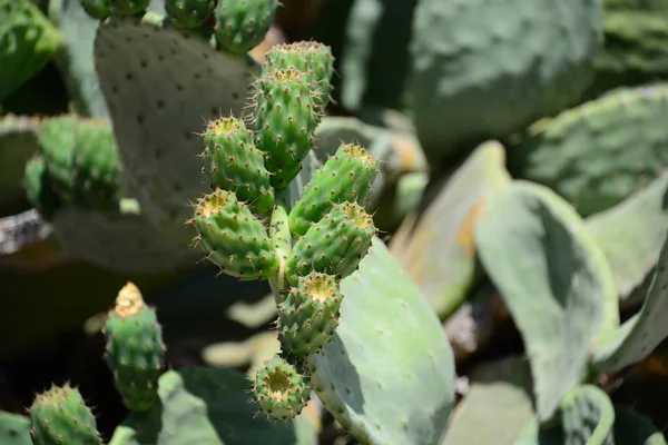 Gröna Tropiska Kaktusväxter Naturflora — Stockfoto