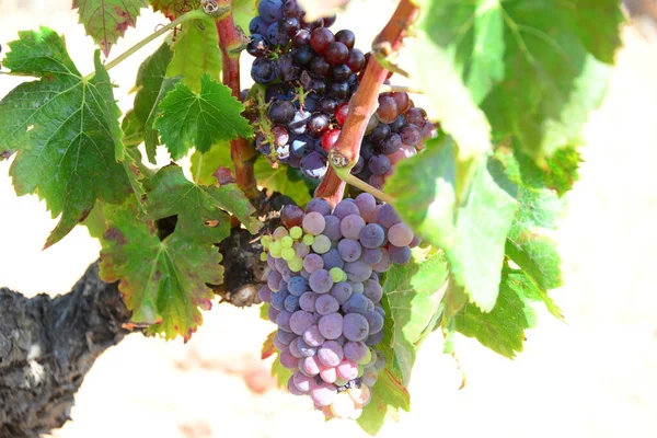 Vinranka Gröna Blad Träd — Stockfoto