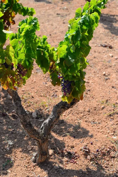 Vigne Feuilles Vertes Sur Arbre — Photo