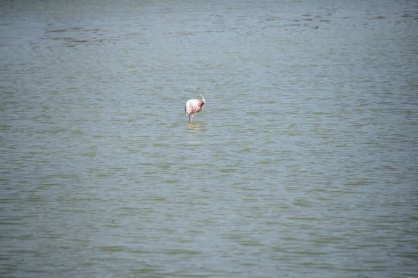 Vue Panoramique Des Flamants Roses Majestueux Nature — Photo