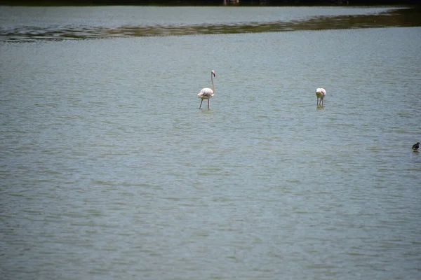 Malowniczy Widok Majestatyczne Flamingi Przyrodzie — Zdjęcie stockowe