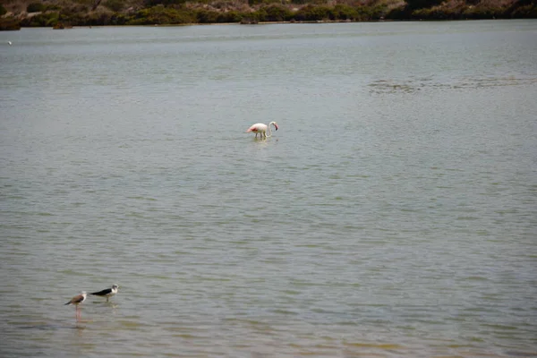 Malerischer Blick Auf Majestätische Flamingos Der Natur — Stockfoto