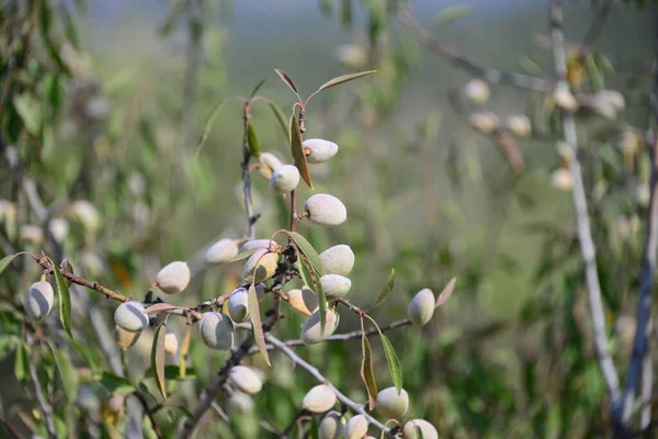 Olivos Árbol España — Foto de Stock