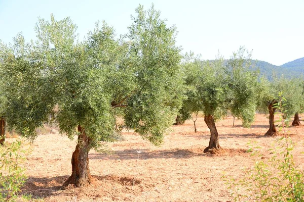 Olivas Área Espanha — Fotografia de Stock