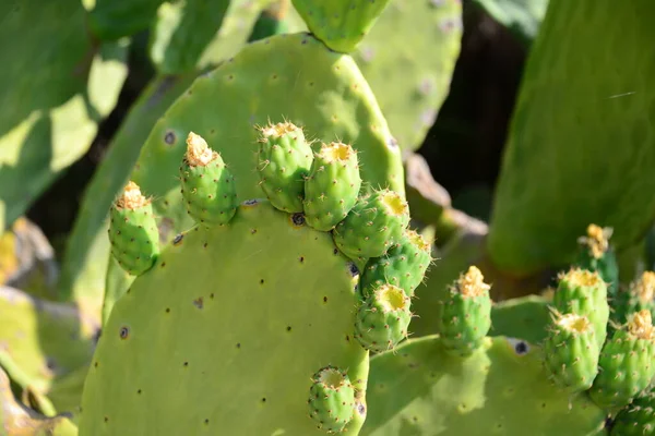 Zöld Trópusi Kaktusz Növény Természet Flóra — Stock Fotó