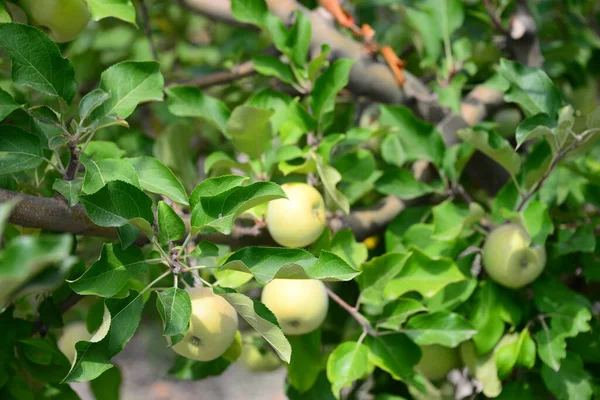 Äppelträd Med Äpplen Spanien — Stockfoto