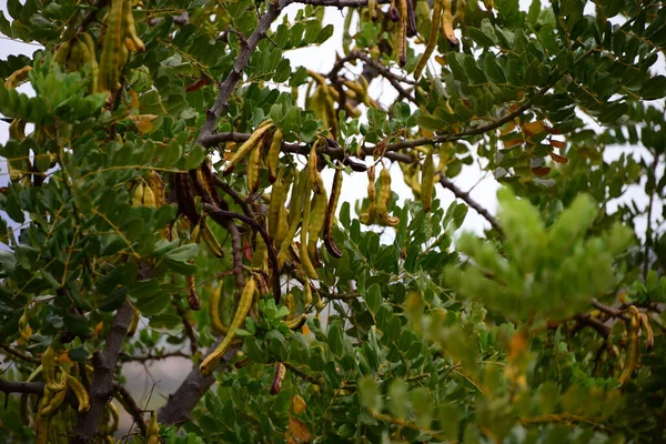 Monkey Bread Tree Španělsko — Stock fotografie