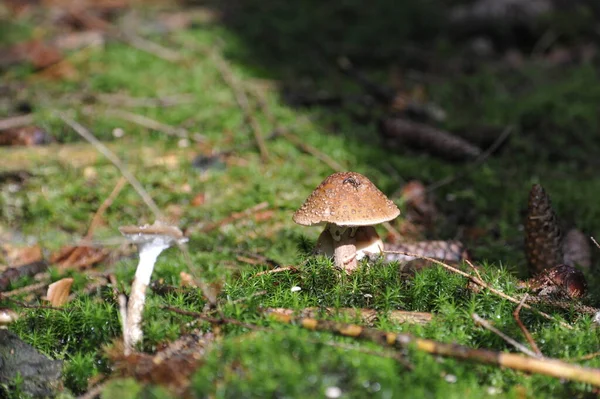 Young Single Mushroom Grass — Stock Photo, Image