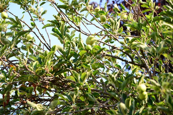 Apfelbaum Blätter Und Laub — Stockfoto