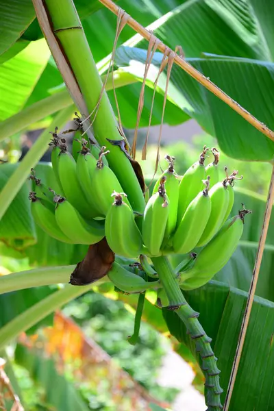 Árvore Bananas Tropicais Flora Natureza — Fotografia de Stock