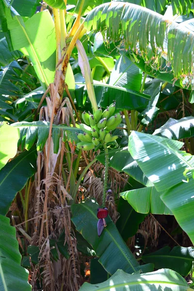 Tropische Bananen Boom Flora Natuur — Stockfoto