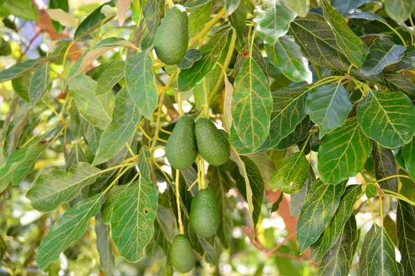 Abacate Persea Americana — Fotografia de Stock