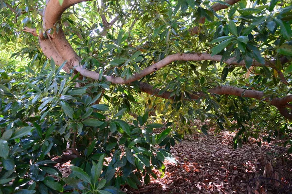 Avocado Tree Persea Americana — Stock Photo, Image