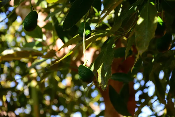 Avocado Persea Americana — Foto Stock