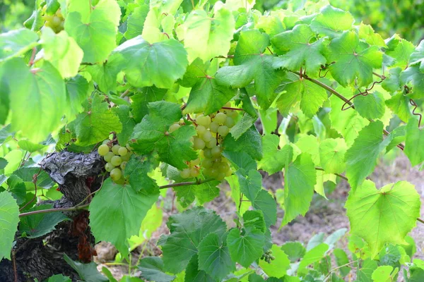 Vinstockar Vindruvor Träd — Stockfoto