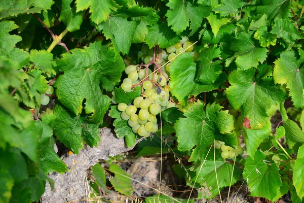 Winorośle Rolnicze Winogrona Drzewie — Zdjęcie stockowe