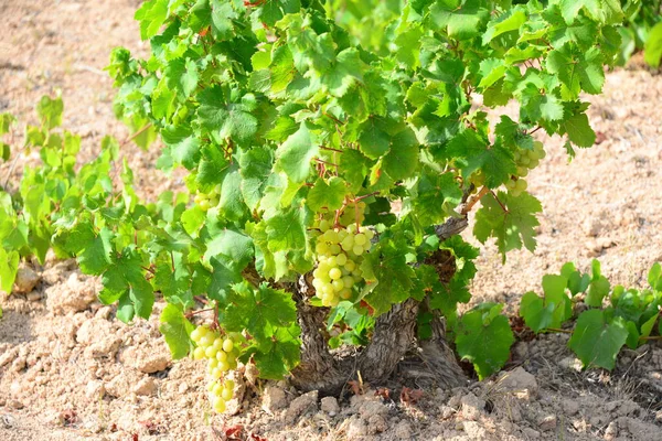 Agricoltura Vigneto Uva Alberi — Foto Stock