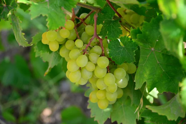 Landbouw Wijngaard Druivenbomen — Stockfoto