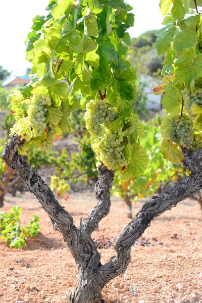 Agricultura Viñedo Árboles Uva — Foto de Stock