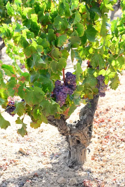 Vinha Agricultura Árvores Uva — Fotografia de Stock