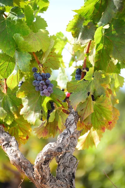 Agricultura Viñedo Árboles Uva —  Fotos de Stock