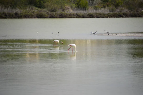 Vacker Utsikt Över Majestätiska Flamingos Naturen — Stockfoto