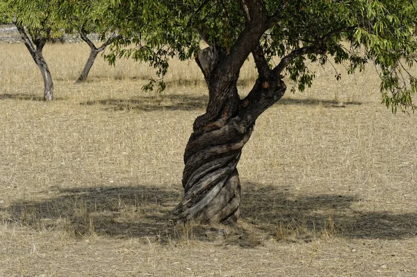 Mallorca Olivenbaum Mit Altem Verdrehten Stamm — Stockfoto