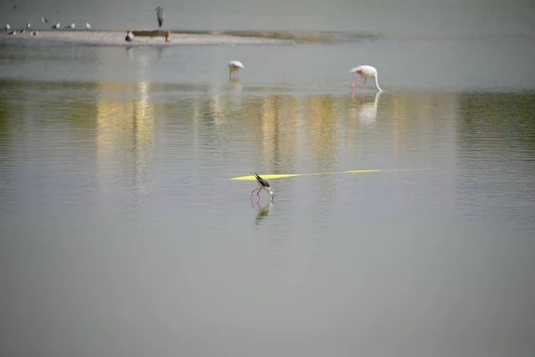 Pemandangan Indah Flamingo Megah Alam — Stok Foto