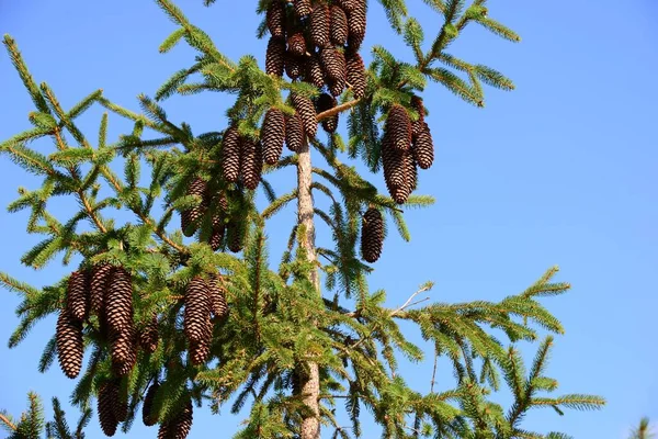 Dennenappels Spanje — Stockfoto