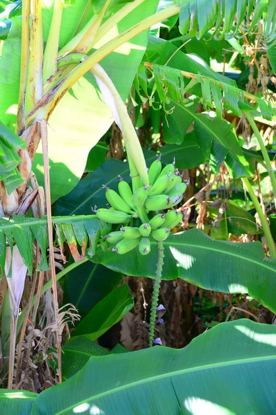 Árvore Bananas Tropicais Flora Natureza — Fotografia de Stock