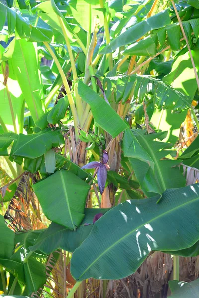 Trópusi Banánfa Flóra Természetben — Stock Fotó
