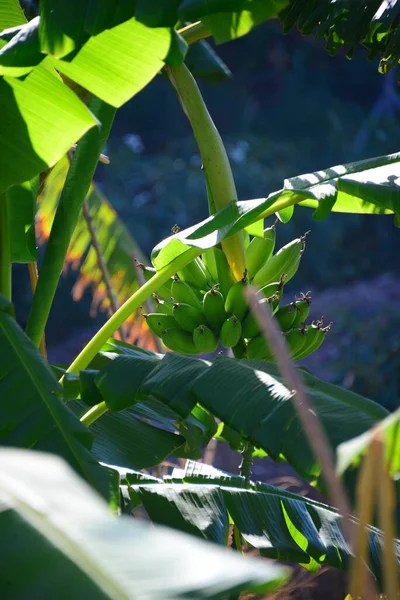 Bananes Espagne — Photo