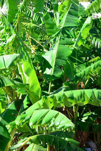 Árvores Banana Espanha — Fotografia de Stock