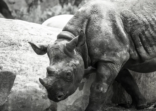 Black Rhinoceros Krefeld Zoo — стокове фото