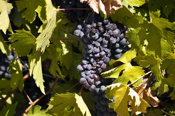 Cachos Uvas Videiras Agrícolas Uvas — Fotografia de Stock