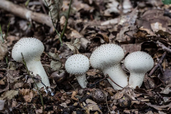 Essbarer Pilz Auf Waldboden — Stockfoto