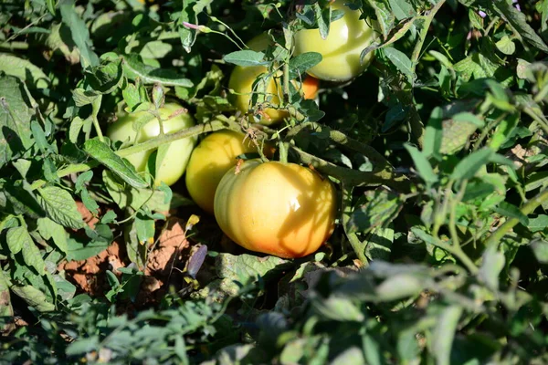 Tomatoes Field Spain — Stock Photo, Image