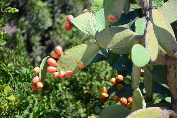 Grüne Tropische Kakteenpflanze Flora Der Natur — Stockfoto