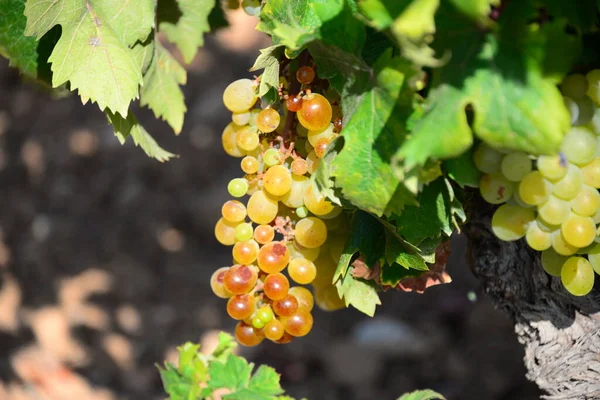 Vigne Feuilles Vertes Sur Arbre — Photo