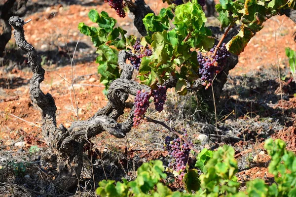 Videiras Agrícolas Uvas Árvore — Fotografia de Stock