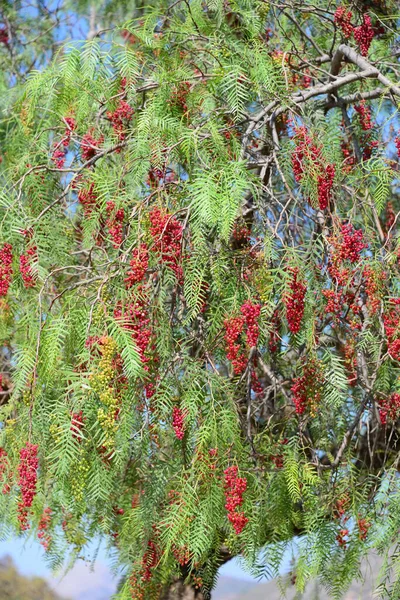 Baum Mit Ästen Und Blättern Flora Und Laub — Stockfoto