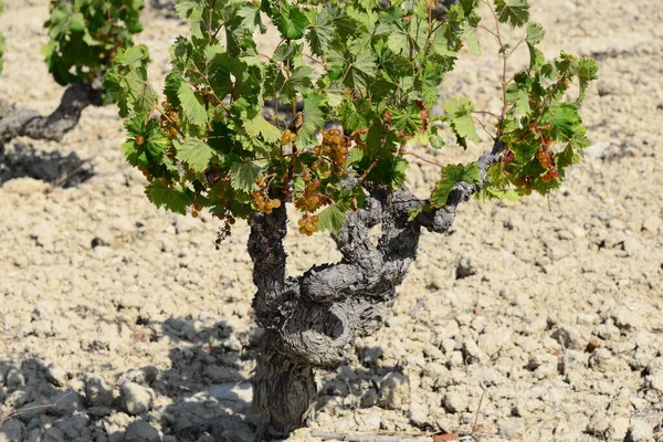 Landwirtschaft Weinberg Weinbäume — Stockfoto