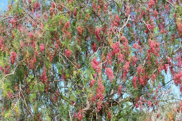 Strom Větvemi Listy Flóra Listí — Stock fotografie