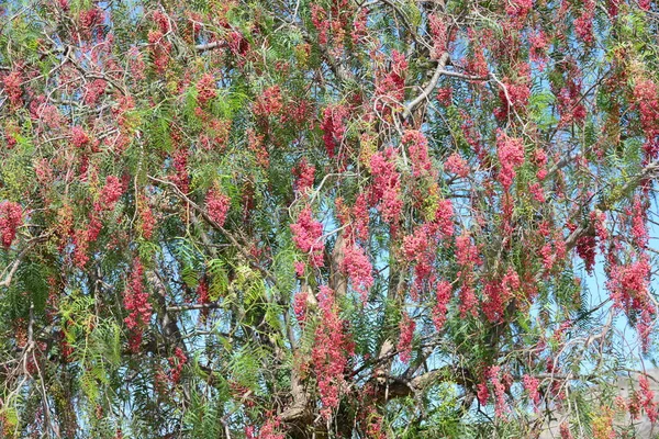 Strom Větvemi Listy Flóra Listí — Stock fotografie