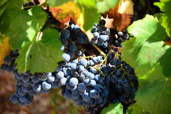 Vinhos Vinha Espanha — Fotografia de Stock