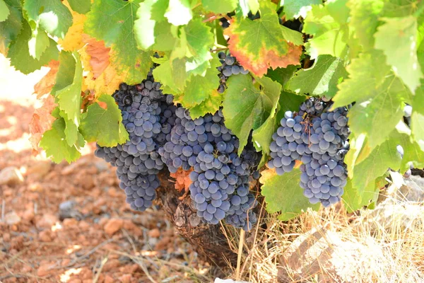 Vineyards Vigne Espagne — Photo