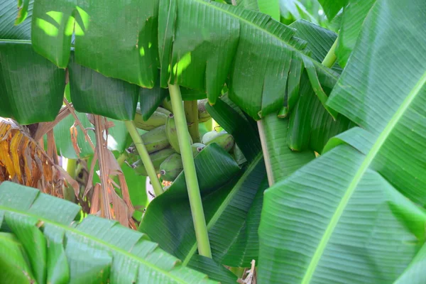 Arbori Banane Spania — Fotografie, imagine de stoc
